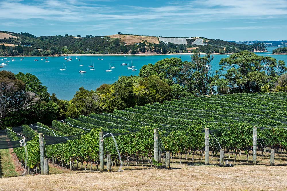 ワイヘキ島のワイナリーを訪れ、グラスを片手に絵のように美しい眺めに見とれよう